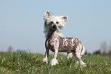 CHIEN NU CHINOIS 124